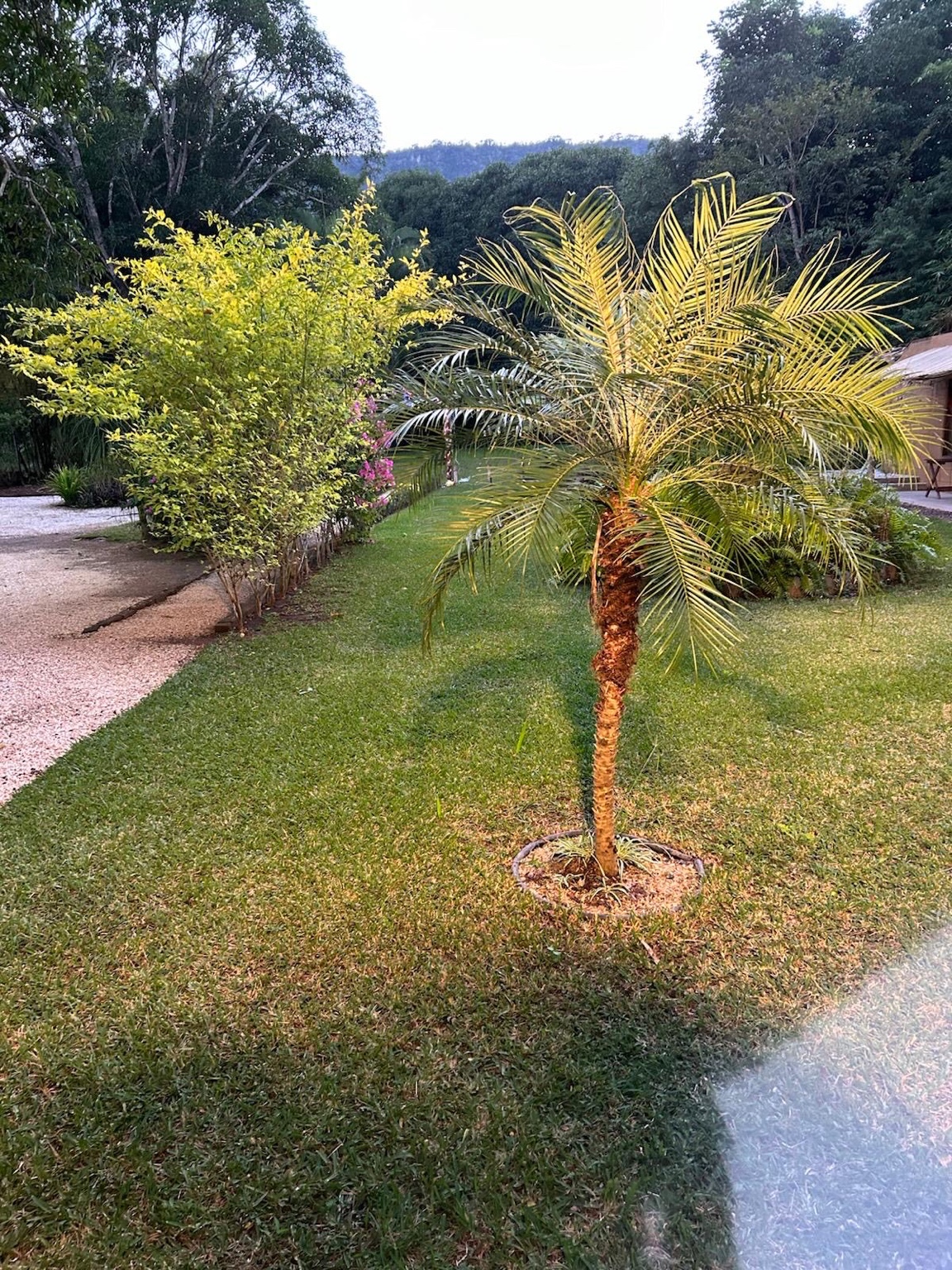 Área verde con palmeras